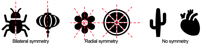 Bilateral Symmetry Example, Radial Symmetry Example, and No Symmetry Example