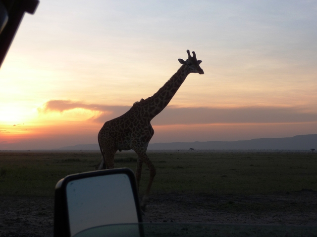 3487_giraffe_at_sunset.jpg 3487_giraffe_at_sunset.jpg