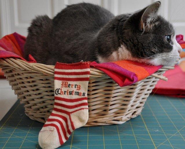 4448_sparrow.jpg 4448_sparrow.jpg